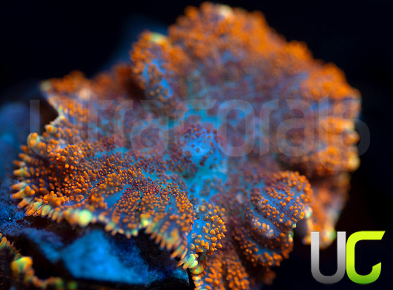 UC Hells Spells Mushroom