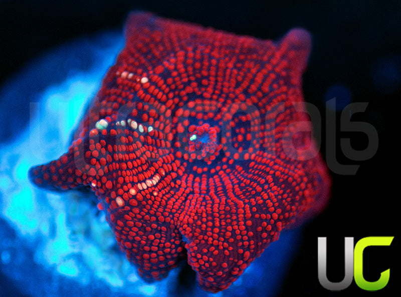 Red Devil Mushroom