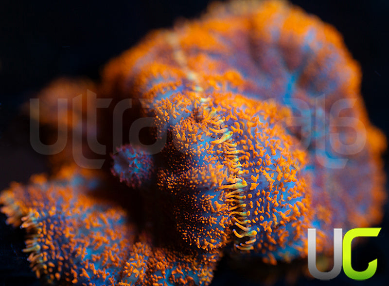 UC Hells Spells Mushroom