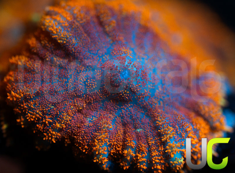 UC Hells Spells Mushroom