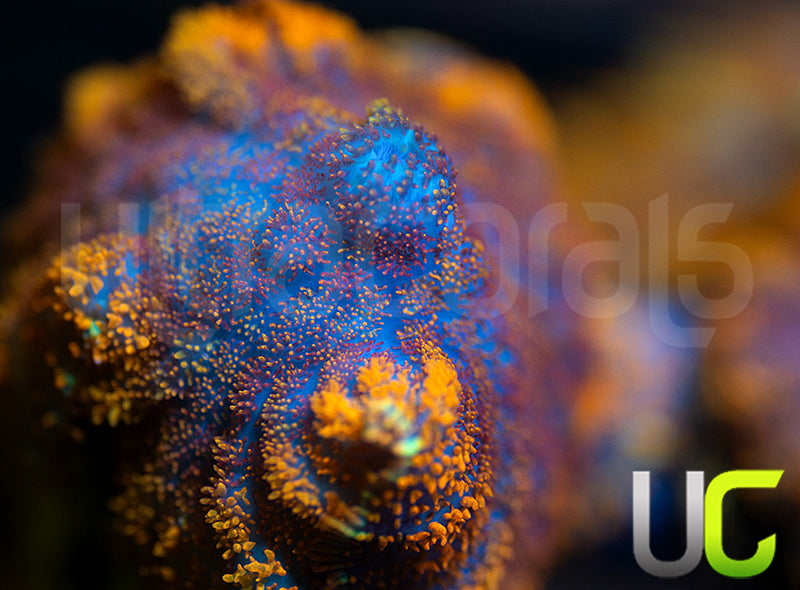 UC Hells Spells Mushroom