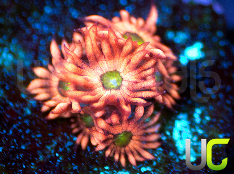 LRO Candy Apple Goni