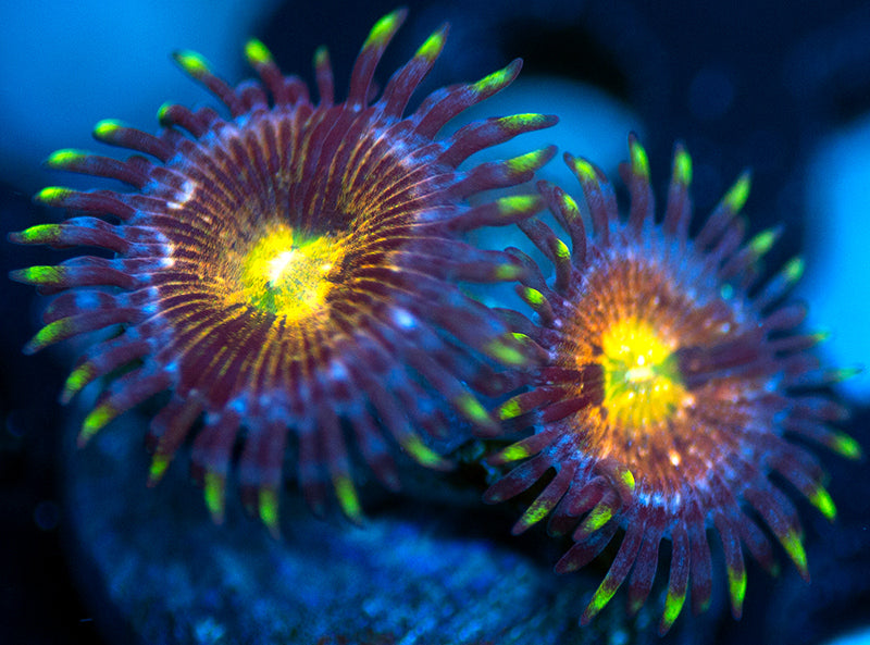 Nirvanas