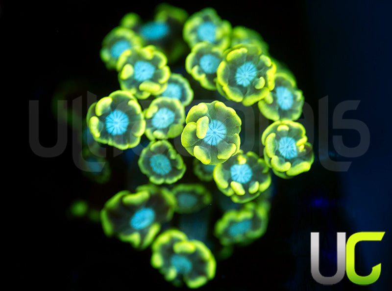UC Cold As Ice Alveopora