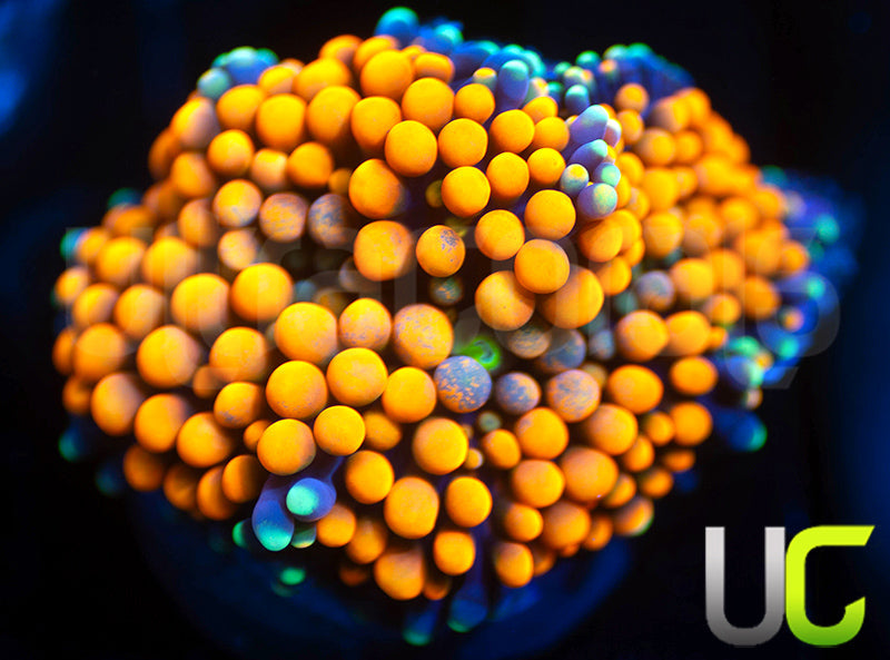 UC Orange Bubble Bouncing Florida Ricordea