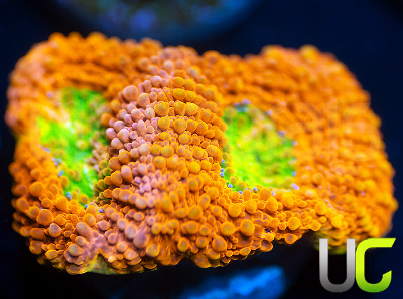 NEW RELEASE: UC Lorax Acan Echinata