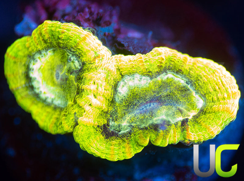 UC Trembler Dipsastrea