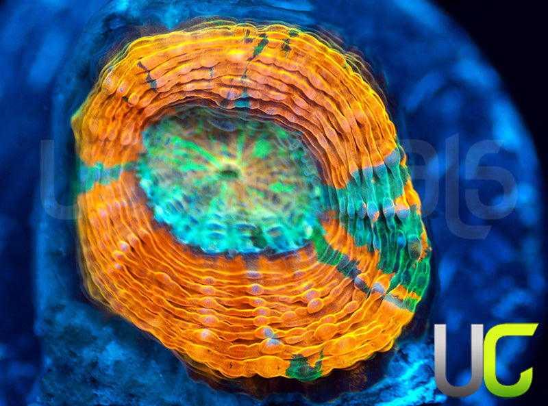 BigR Gumdrop Acan Echinata