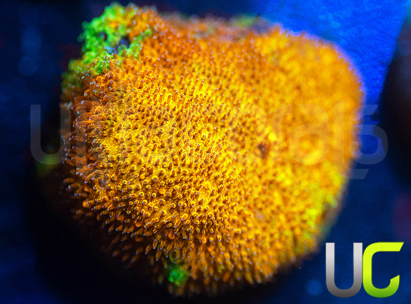 Watermelon Psammocora