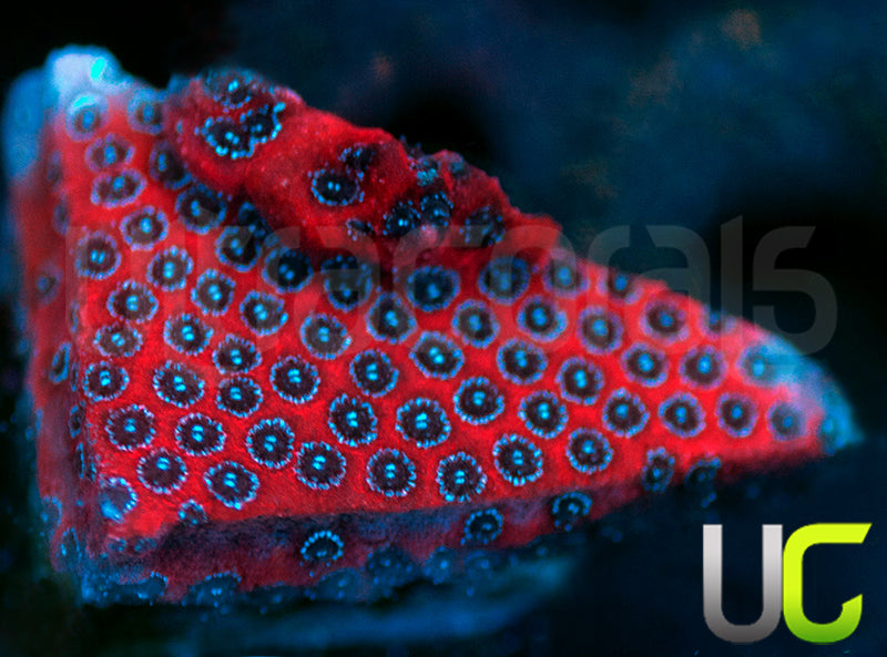 Darth Maul Porites
