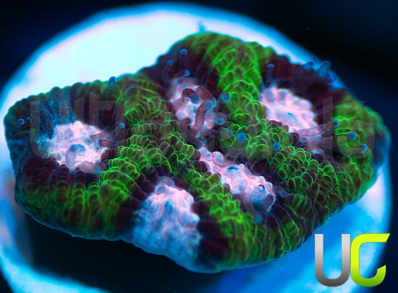 Gonzos Party Time Platy