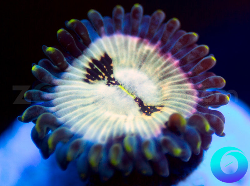 Hawaiian Ding Dang PE