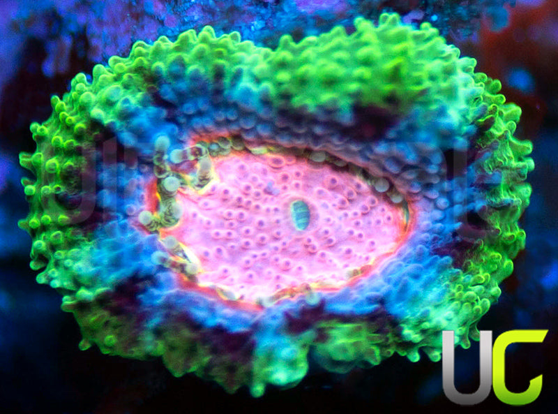 Laffy Taffy Micro Amakusensis