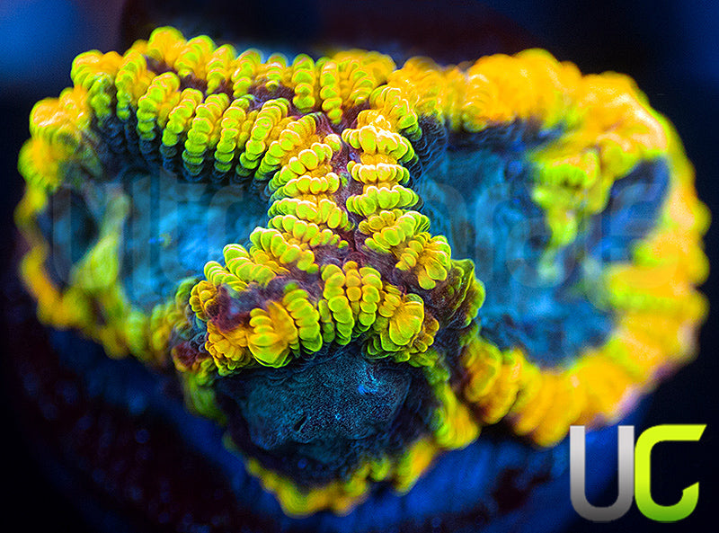 TGC Favia of the Gods