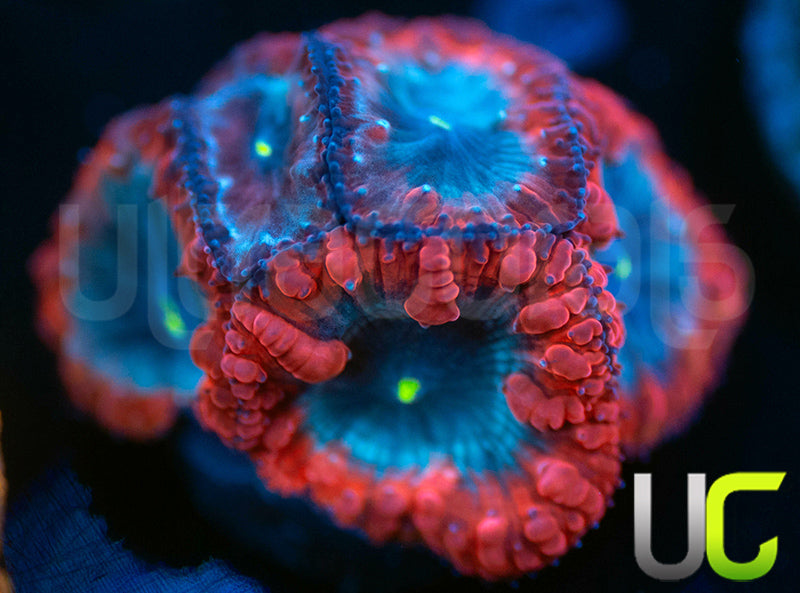 UC Forbidden Blue Blastos