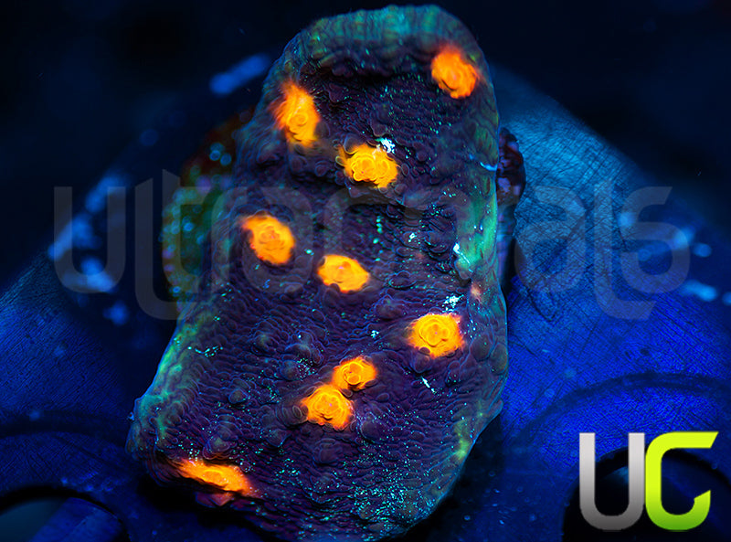 UC Tazmanian Devil Chalice