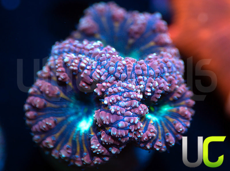 NEW RELEASE: UC Fancy Pants Blastos