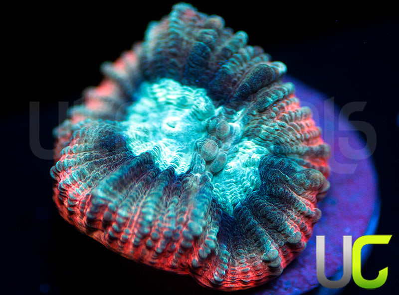 UC Ultimate Edge Goniastrea