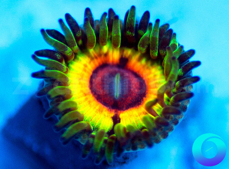 Little Shop of Horror