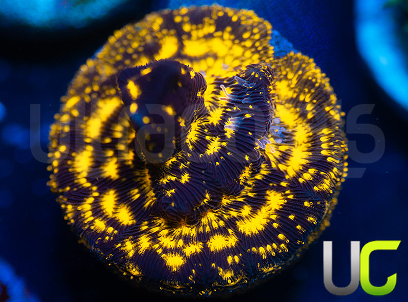 UC Blinding Lights Lepto