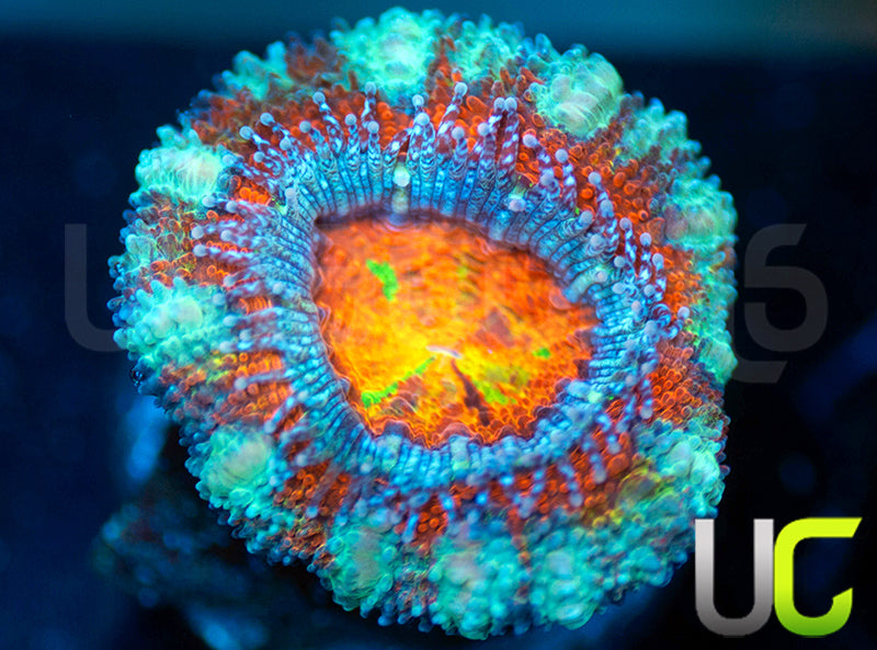 UC Rainbow Hijinks Micro Lord
