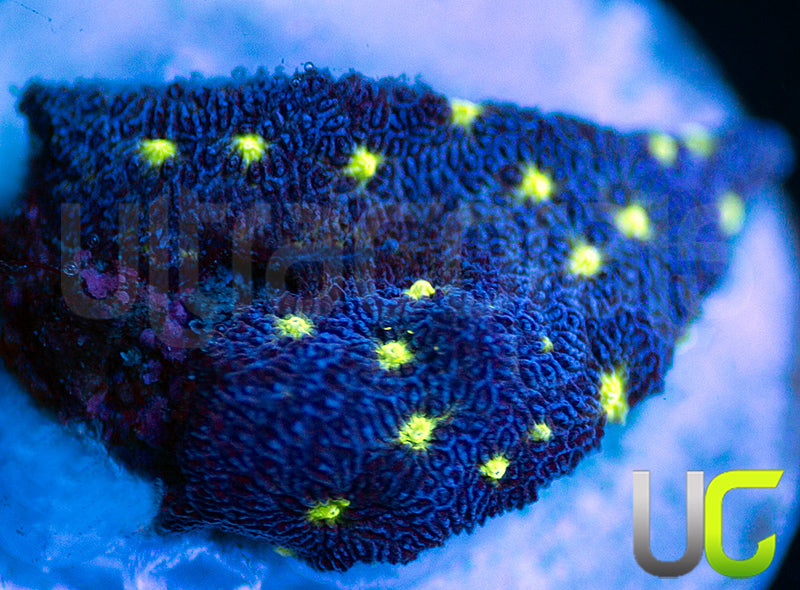 UC Toxic Constellation Psammocora