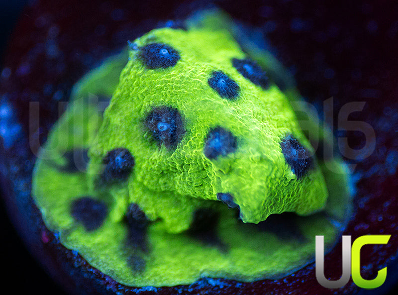 JF Master PPE Cyphastrea