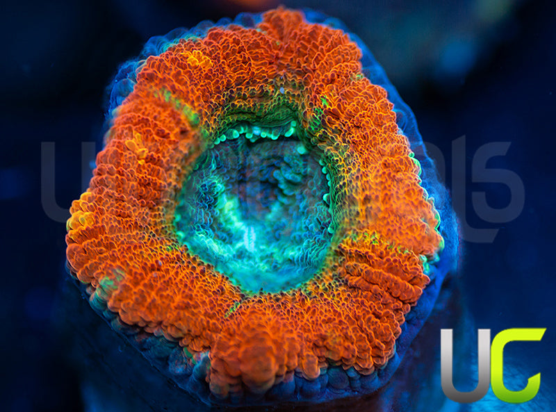 UC Flash Bang Micro Lord