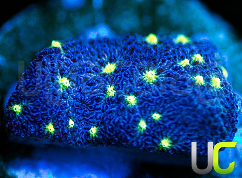 UC Toxic Constellation Psammocora