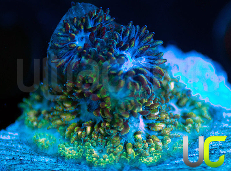 UC Chicken Pox Leptastrea