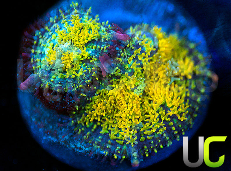 Gonzos Golden Dragon Mushrooms