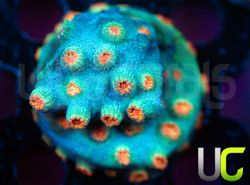 Meteor Shower Cyphastrea