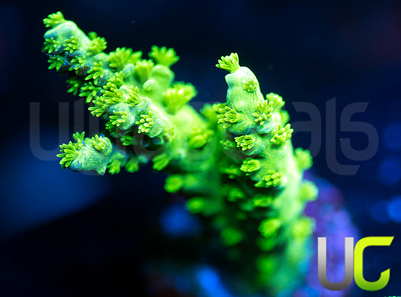 ATL Ultimate Green Tenuis