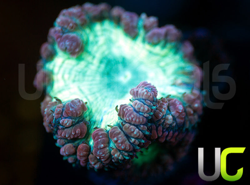 UC Wonder Woman Blastos