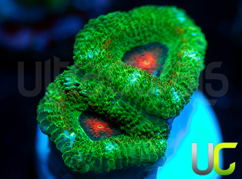 New Release: UC Bridesmaid Micro Amakusensis