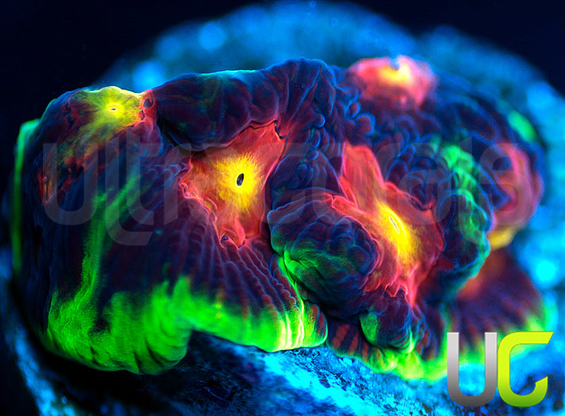 UC Ring Leader Favites