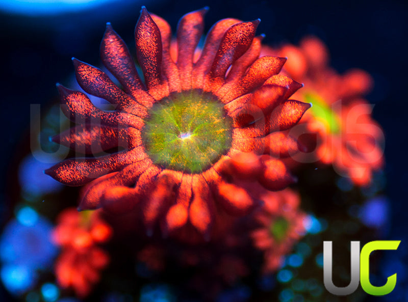 LRO Candy Apple Goni