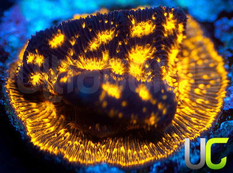 UC Blinding Lights Lepto