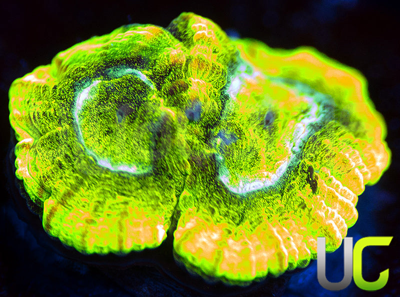 UC Trembler Dipsastrea