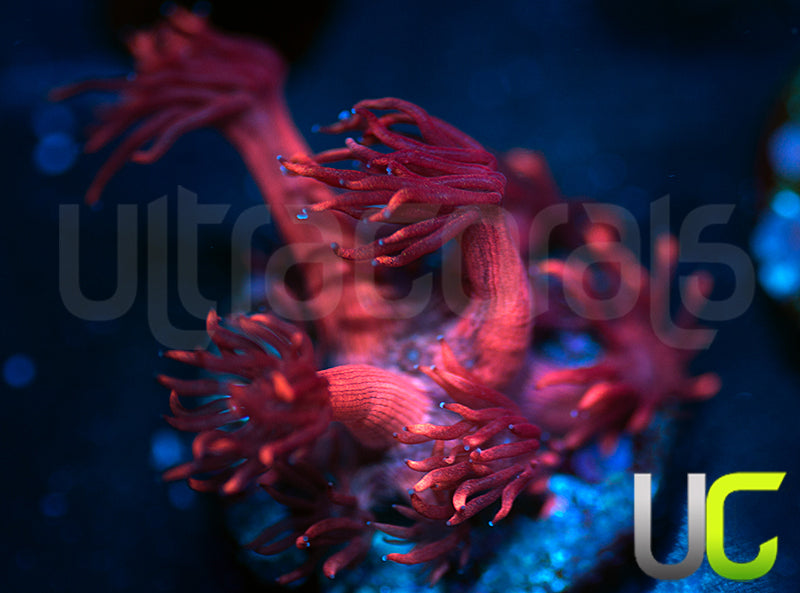 Radioactive Plum Goni