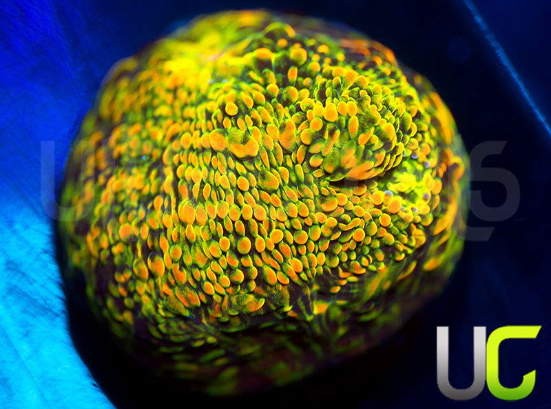 WWC Stellaria Chalice