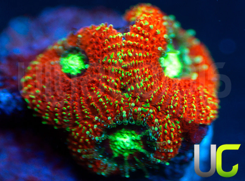 UC Blood Hunter Micro Amakusensis