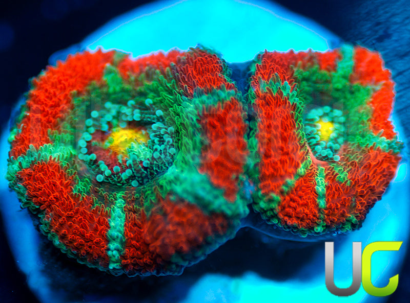 New Release: UC Yin Yang Micro Amakusensis