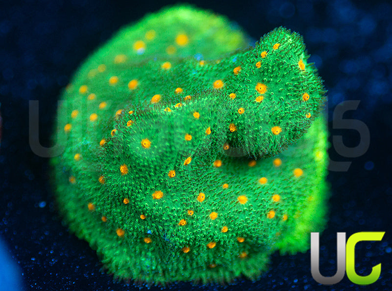 CC Smashing Pumpkins Psammocora