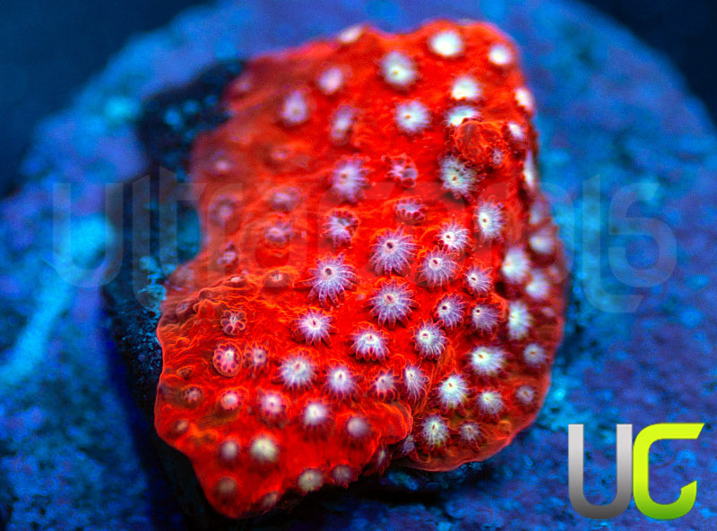 JF Scarlet Fever Stylo