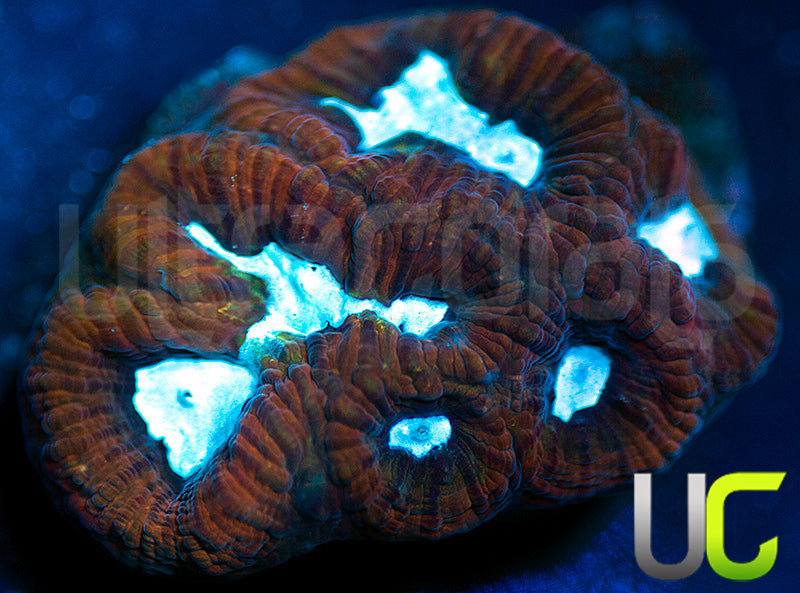 UC GOT Ice King Platy