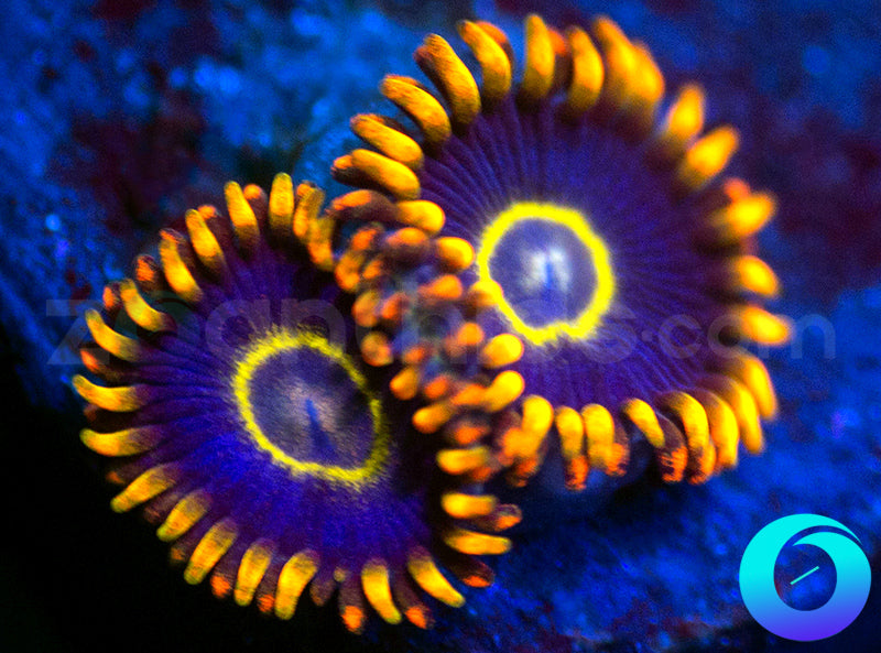 Rainbow Hornets