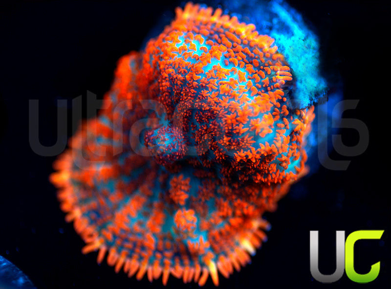 UC Hells Spells Mushroom