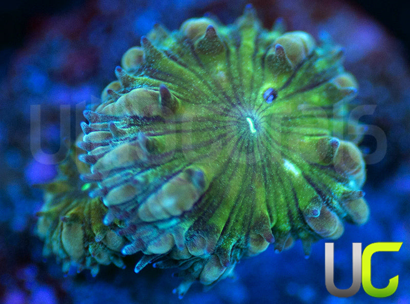 UC Infinity Blastos