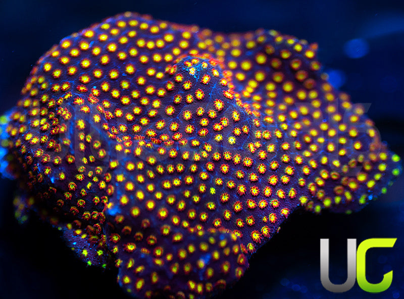 UC Flamethrower Stylo